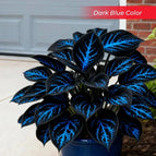 Dark Blue / Set1 (100Seeds - 45Ft²)