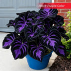 Black Purple / Set1 (100Seeds - 45Ft²)