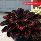 Black Red / Set1 (100Seeds - 45Ft²)
