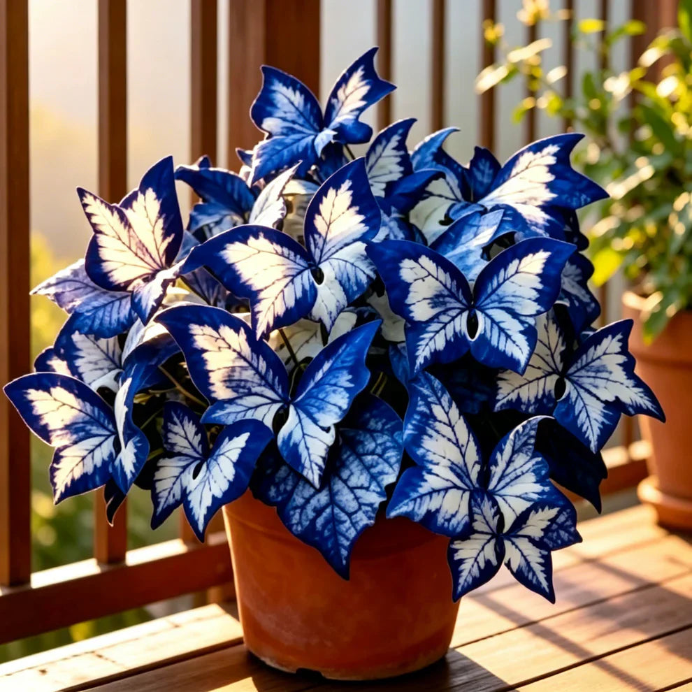 Butterfly Leaf Hosta Seeds-Unique ResemblingButterfly Wings-Shade-LovingPerennial for Garden Borders& Landscaping