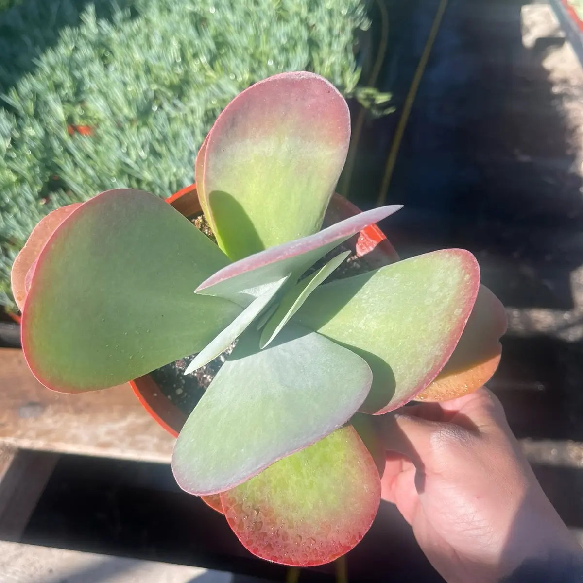 Kalanchoe Paddle Plant – Flapjack Live Succulent Plant for Indoor & Outdoor Décor