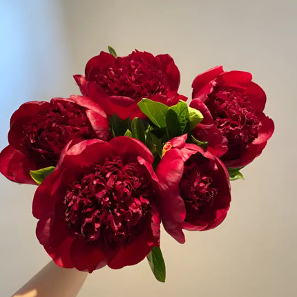 Peony Flower Seeds For Planting Garden Flowers