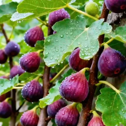🍑Super Giant Fig Tree Plants - The Sweetness of a Peach in Every Bite! 🌟