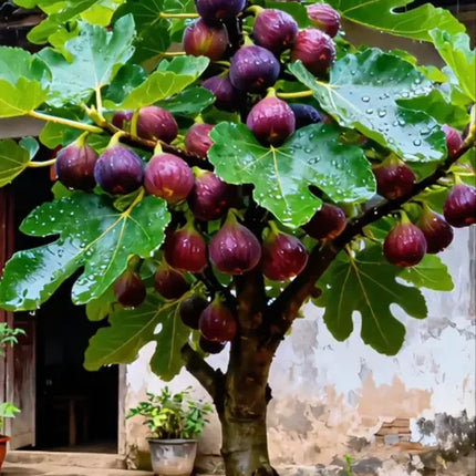 🍑Super Giant Fig Tree Plants - The Sweetness of a Peach in Every Bite! 🌟