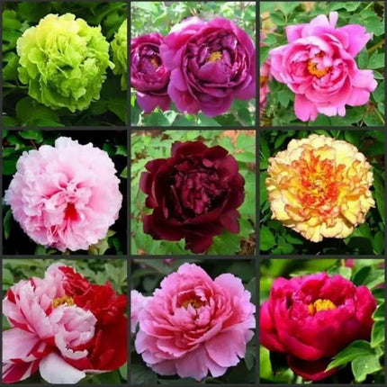 🌸 Double Climbing Peony Vine Hardy Perennial Garden Climber for Indoor & Outdoor Beauty