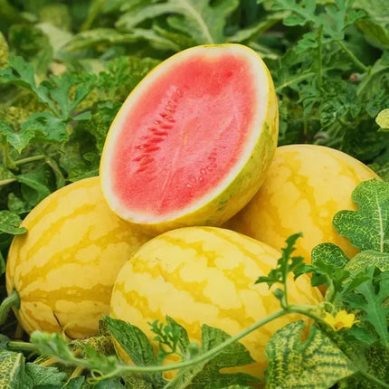 Ruby Watermelon Seeds