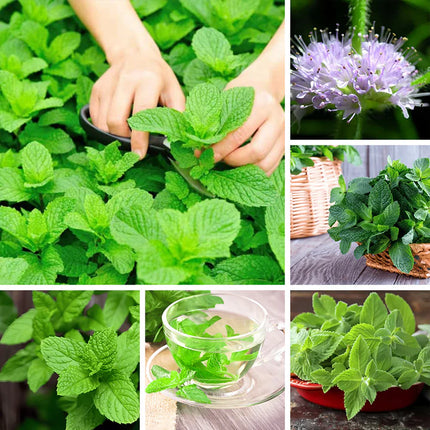Mint Seeds up to 50%