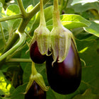 Eggplant Black Beauty | Two Live Plants | Non-GMO | Heirloom Variety | High Yield, Heat Tolerant