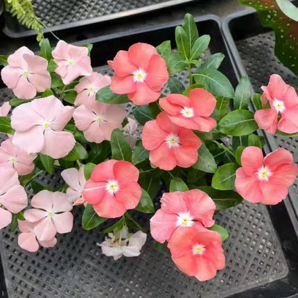 A must-have for beginners—fill your balcony or small courtyard with blooming flowers.