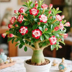 Red-White / 2 Bulbs