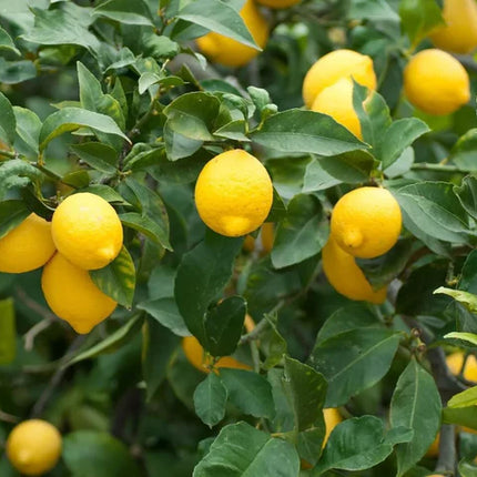 Bonsai Lemon Tree Seeds (Citrus limon)