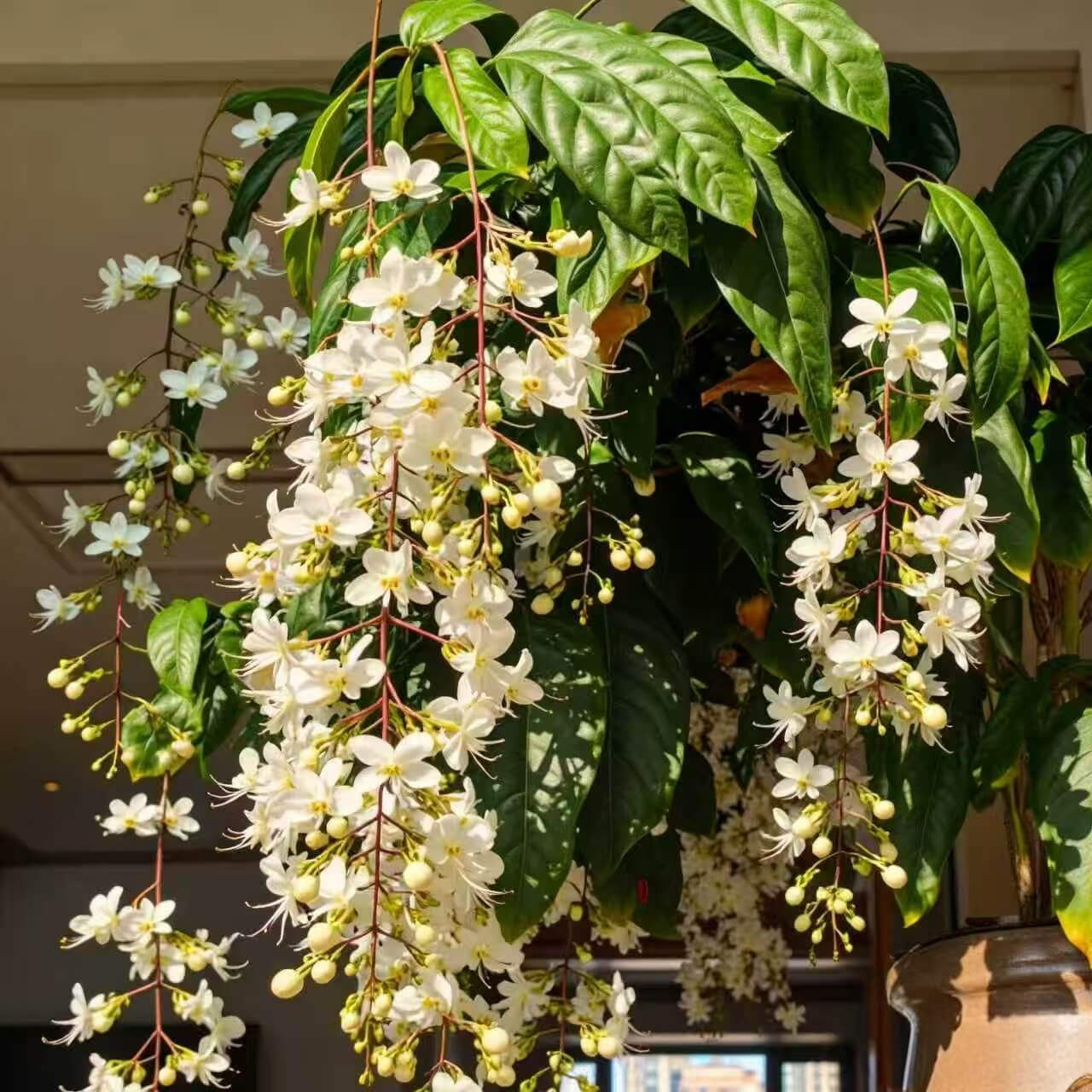 Cascading Snow Jasmine Seeds
