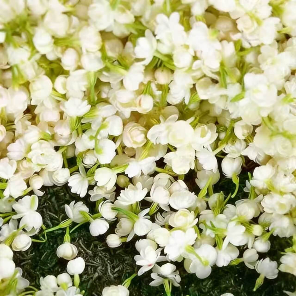 Cascading Snow Jasmine Seeds