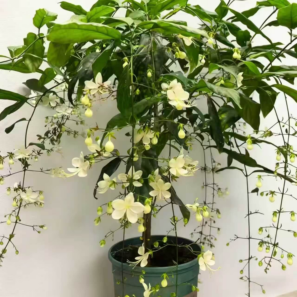Cascading Snow Jasmine Seeds