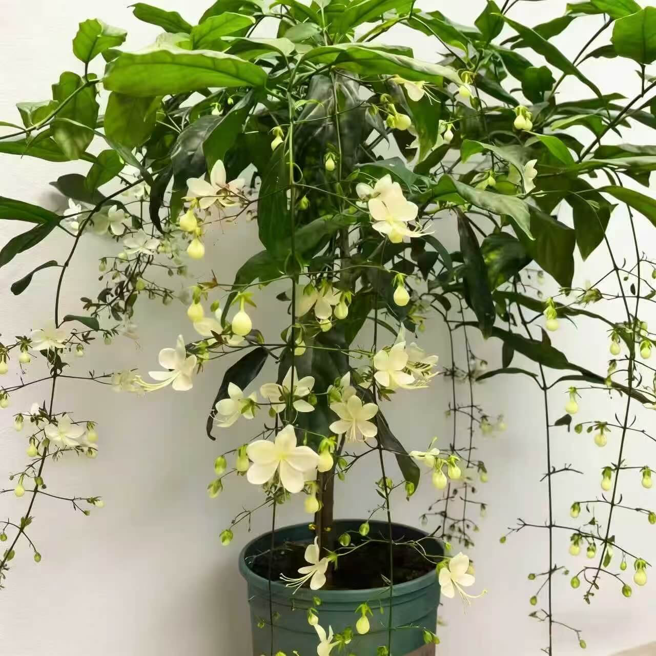 Cascading Snow Jasmine Seeds