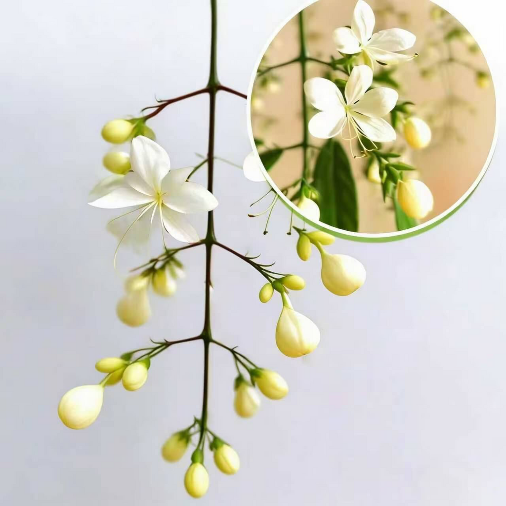Cascading Snow Jasmine Seeds