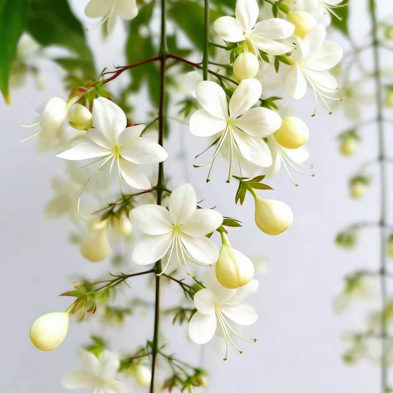 Cascading Snow Jasmine Seeds