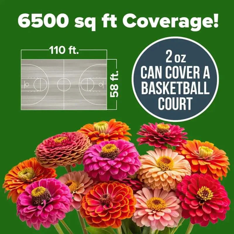 Zinnia Seeds — Fill Your Garden With Endless Summer Blooms