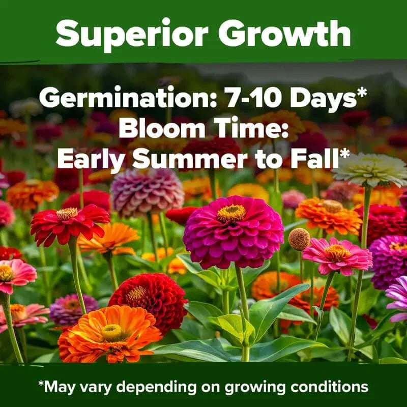 Zinnia Seeds — Fill Your Garden With Endless Summer Blooms