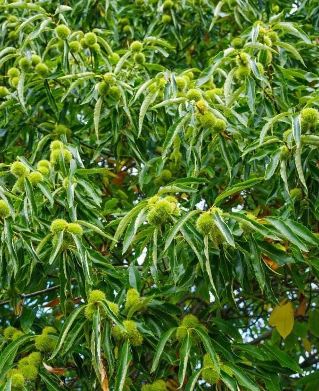 Chestnut Trees Live Plants –  Seedlings
