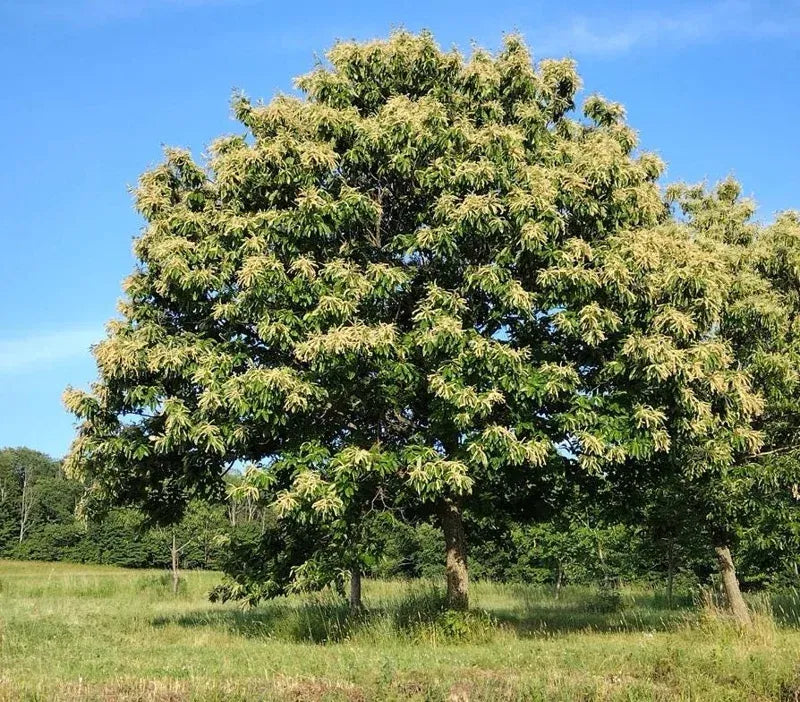 Chestnut Trees Live Plants –  Seedlings