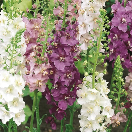 Mullein Mix –  Seeds