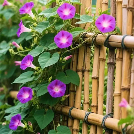Morning Glory Climbing Vine Seeds for Planting - Climbing Vine with Beautiful Mixed Color Flowers