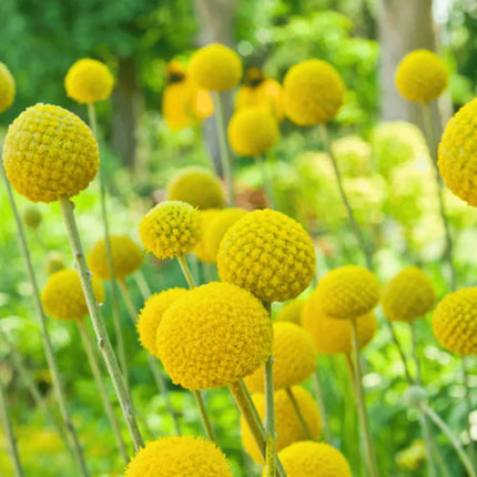 Billy Buttons (Drumsticks) –  Seeds