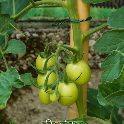 Grow Juicy Tomatoes, Harvest Fresh Garden Joy Right At Home