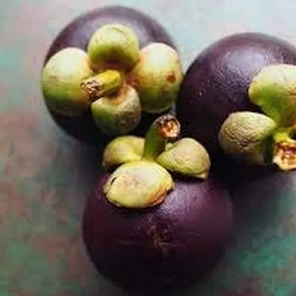 Mangosteen Live Plant Seedling | Tropical Fruit Plant for Home Garden | Purple Mangosteen Sapling