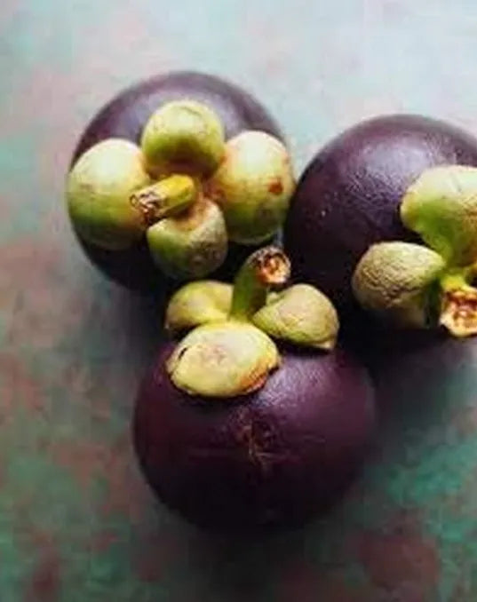 Mangosteen Live Plant Seedling | Tropical Fruit Plant for Home Garden | Purple Mangosteen Sapling