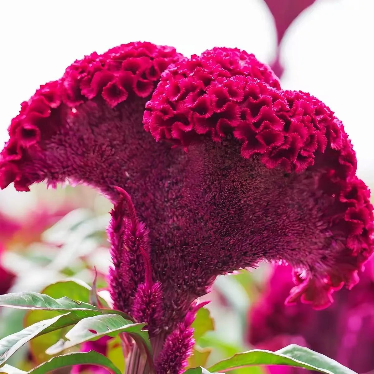 🌺 Cockscomb Celosia – The Unique Flower That Looks Like Velvet!