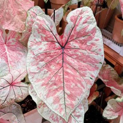 Seeds | Rare Variegated Caladium, Easy-Care Indoor Foliage Plant for Home & Balcony