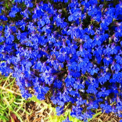Creeping ThymeHomegrown Seeds Easy toPlant and Grow Non-GMOPerennial Flower PremiumSeeds