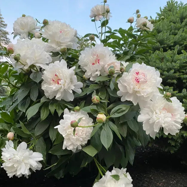 Peony Flower Seeds For Planting Garden Flowers