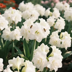 White / 🔥🔥6 Bulbs(60% OFF)
