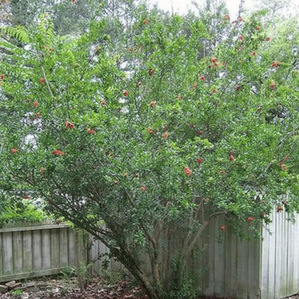 Pomegranate  seeds