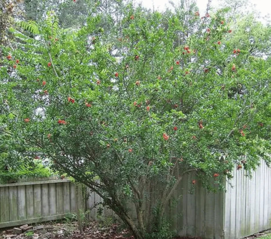 Pomegranate  seeds