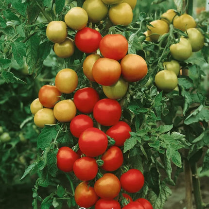 Grow Juicy Tomatoes, Harvest Fresh Garden Joy Right At Home