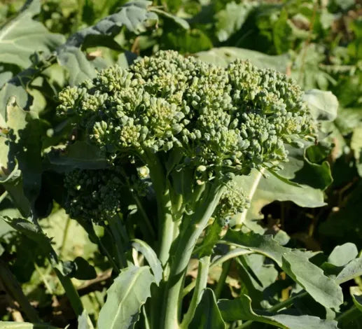 Broccoli  Seeds
