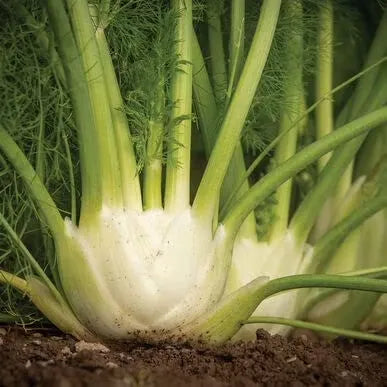 Vegetable Seeds for Planting - Grow Preludio Fennel Bulbs for Cuisine