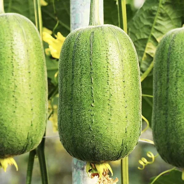 Apple Luffa Seeds