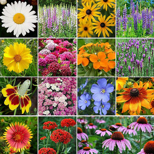 Wildflower Seed Mix