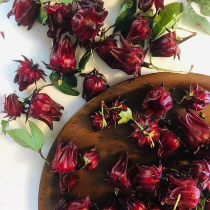 Roselle Seeds - Jamaican Sorrel - Hibiscus sabdariffa