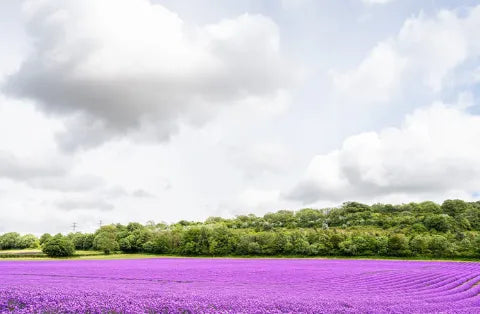 English Lavender