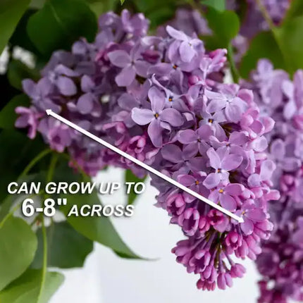 Common Purple Lilac Live Bare Root