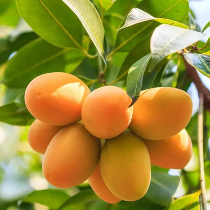 Extra-SweetSuperior Pink Mangofor seeds
