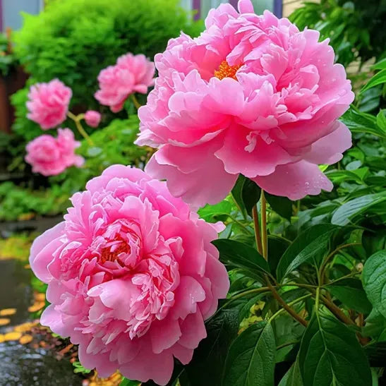 Peony Flower Seeds For Planting Garden Flowers