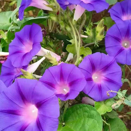 Morning Glory Climbing Vine Seeds for Planting - Climbing Vine with Beautiful Mixed Color Flowers