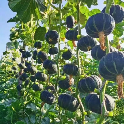 Nutritious Mini Squash seeds, Tasty & Versatile